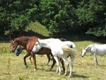IMG_3632.jpg