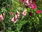 IMG_3615.jpg