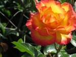 IMG_3621.jpg