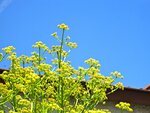 IMG_3647.jpg