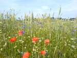 DSC00919.JPG
