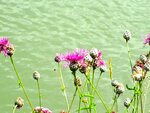 IMG_3708.jpg