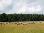 IMG_3797.jpg