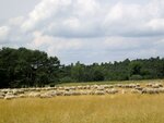 IMG_3803.jpg