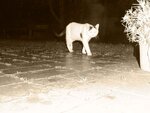Minou9.JPG
