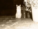 Minou8.JPG