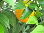 IMG_4203.jpg