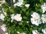 ImageUploadedBySymptome.ch1407132992.369867.jpg