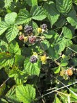 IMG_4277.jpg