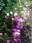 ImageUploadedBySymptome.ch1407585991.223083.jpg
