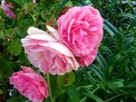 ImageUploadedBySymptome.ch1407586078.835316.jpg
