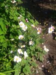 ImageUploadedBySymptome.ch1407586104.212563.jpg