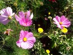 ImageUploadedBySymptome.ch1407586128.451202.jpg