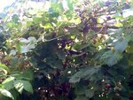 ImageUploadedBySymptome.ch1407586533.303419.jpg