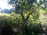 ImageUploadedBySymptome.ch1407586654.153776.jpg