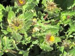 IMG_4385.jpg