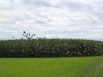 IMG_4460.jpg