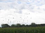 IMG_4463.jpg