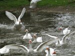 IMG_4490.jpg