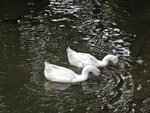 IMG_4482.jpg