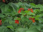 IMG_4529.jpg