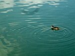 IMG_4739.jpg