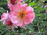 IMG_4749.jpg