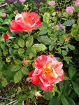 ImageUploadedBySymptome.ch1410273100.809646.jpg