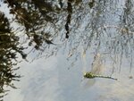 IMG_4778.jpg