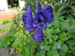 IMG_4787.jpg