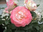 IMG_4822.jpg