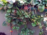 ImageUploadedBySymptome.ch1410537154.162028.jpg