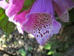 IMG_5001.jpg