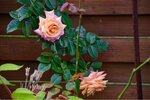 ImageUploadedBySymptome.ch1412360423.776745.jpg