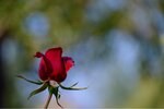 ImageUploadedBySymptome.ch1412360485.035284.jpg