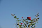 ImageUploadedBySymptome.ch1412360504.355455.jpg