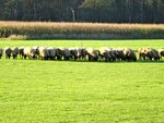 DSC00195.jpg