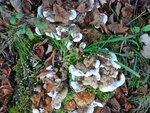 DSC00197.jpg