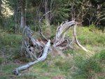IMG_0488.jpg