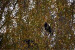 ImageUploadedBySymptome.ch1416127842.647152.jpg