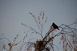 ImageUploadedBySymptome.ch1416127865.347105.jpg