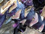 DSC00611.jpg