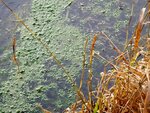 DSC00616.jpg