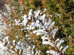 DSC00749.jpg