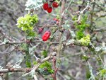 DSC00952.jpg