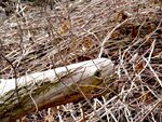 DSC01090.jpg