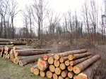 DSC01203.jpg