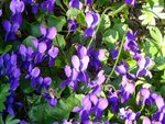 DSC01226.jpg