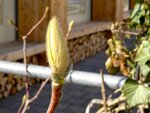 DSC01219.jpg