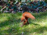 ImageUploadedBySymptome.ch1428330442.497085.jpg
